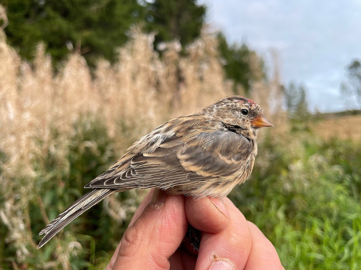 Common Redpoll (flammea) - ML608722180