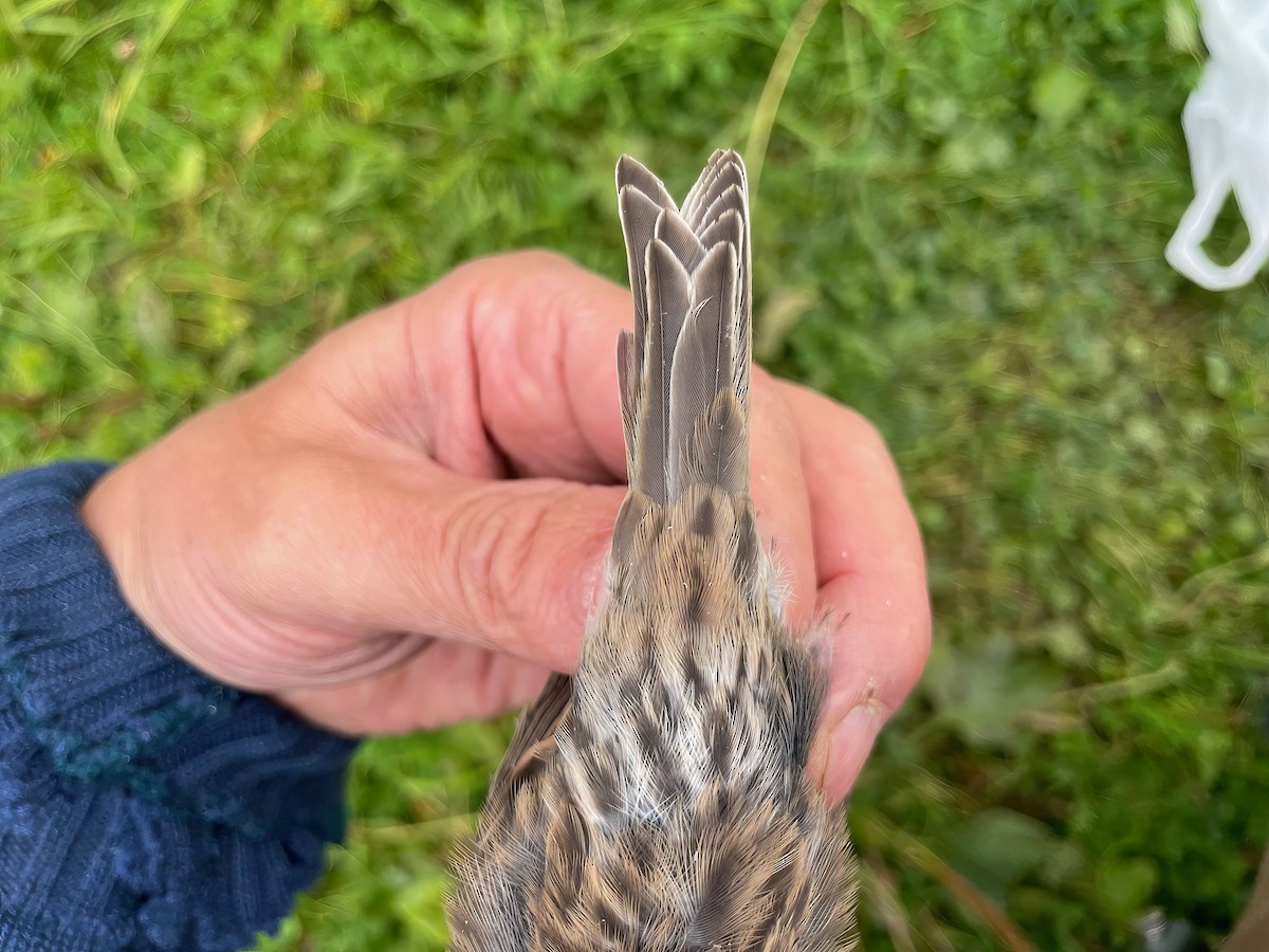 Common Redpoll (flammea) - ML608722181