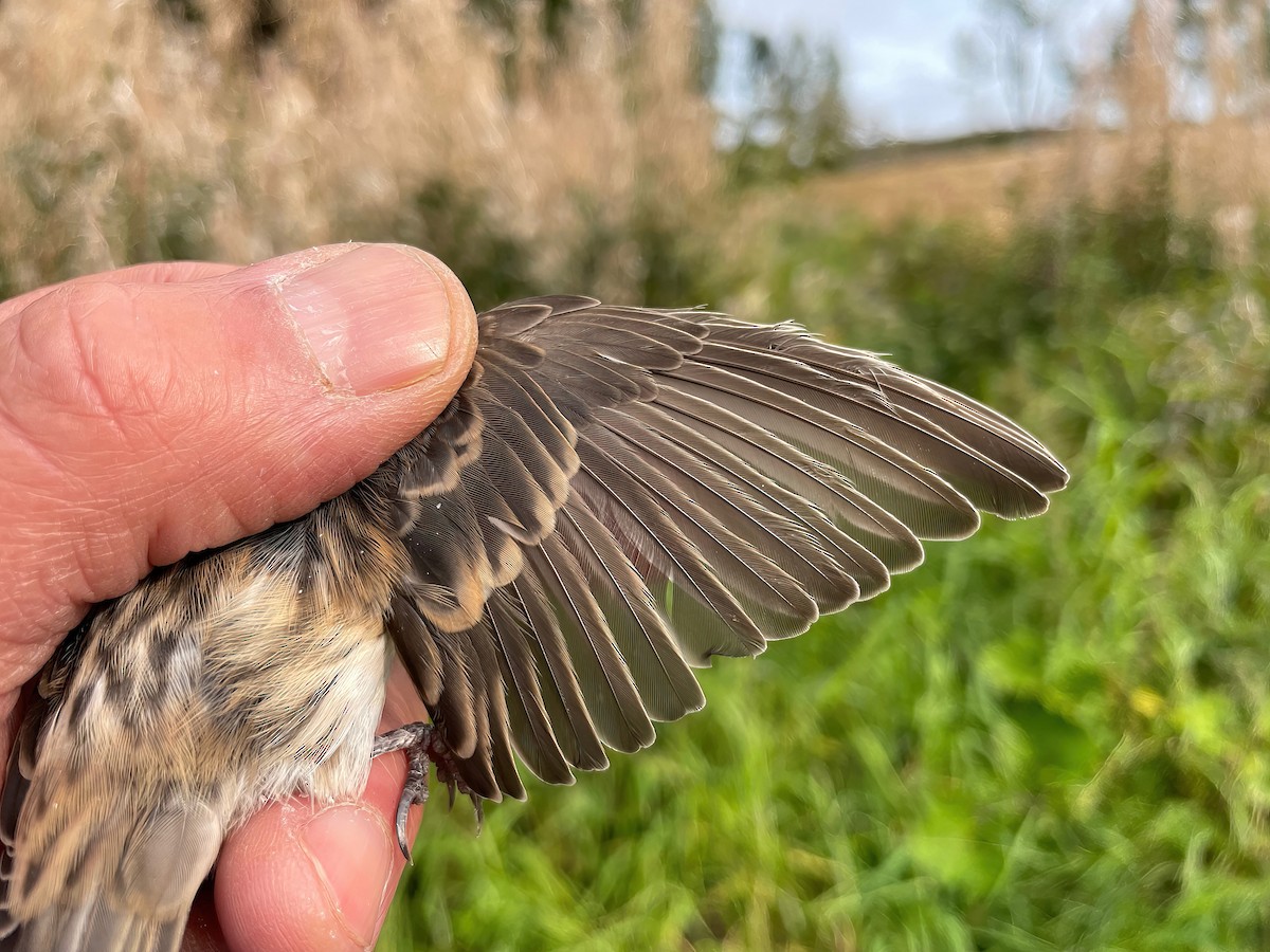 Common Redpoll (flammea) - ML608722185