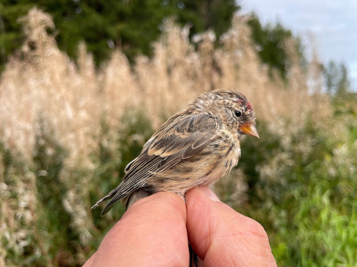 Common Redpoll (flammea) - ML608722186