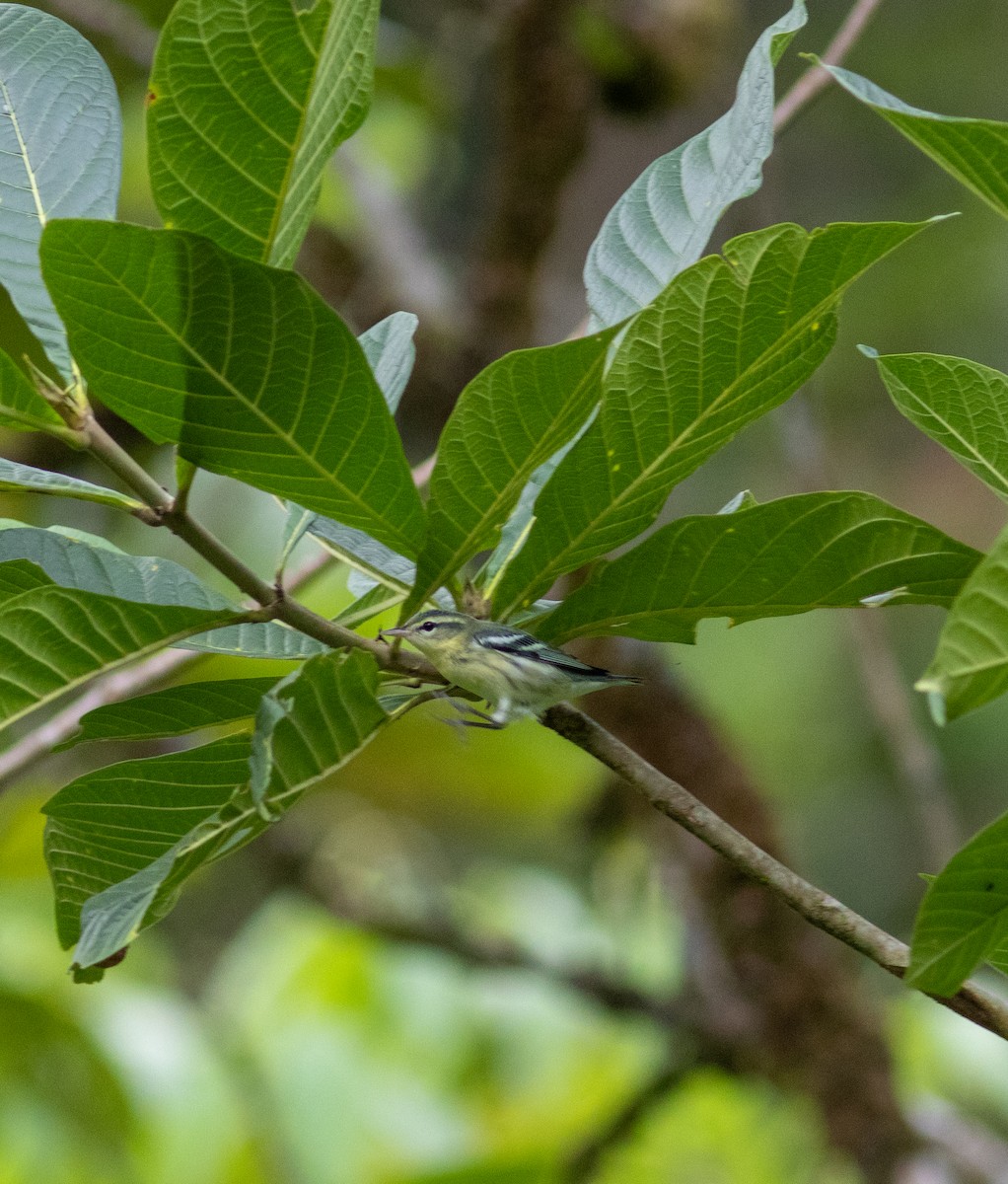 Cerulean Warbler - ML608722219