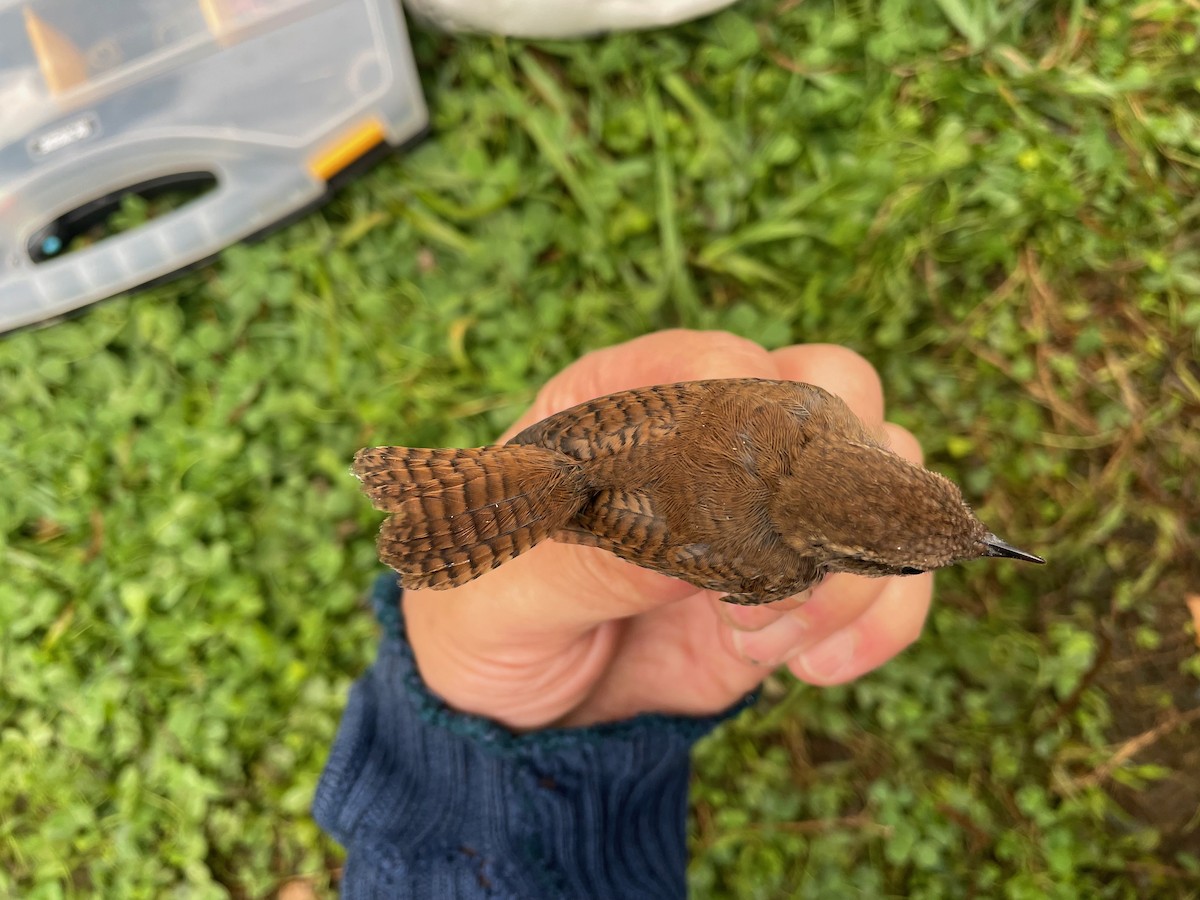 Eurasian Wren (Eurasian) - ML608722334