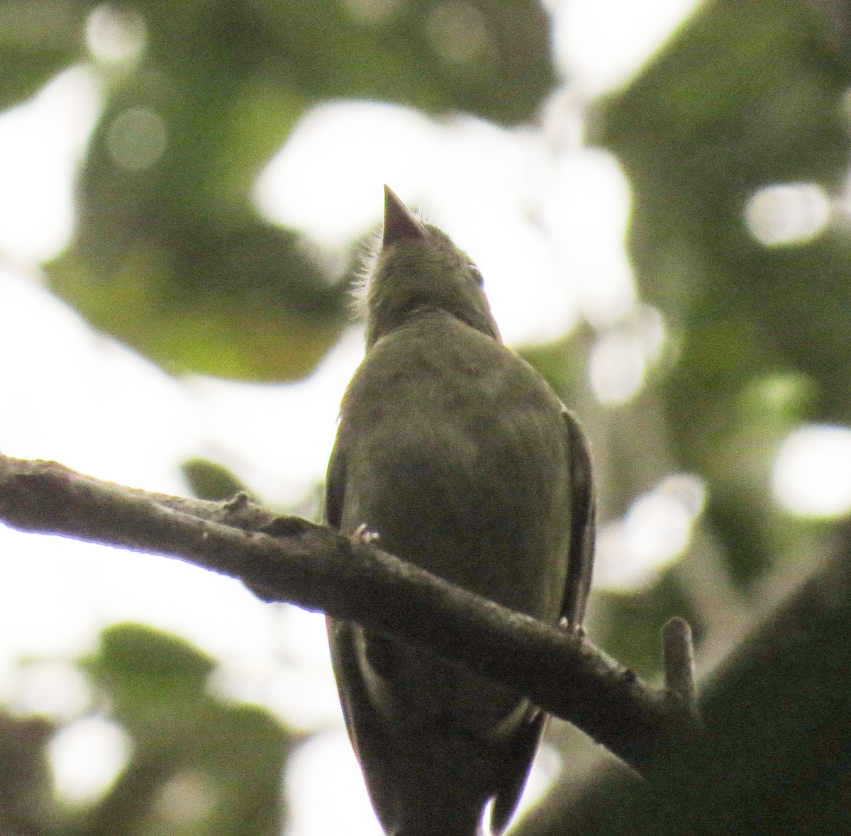 Swallow-tailed Manakin - ML608722339