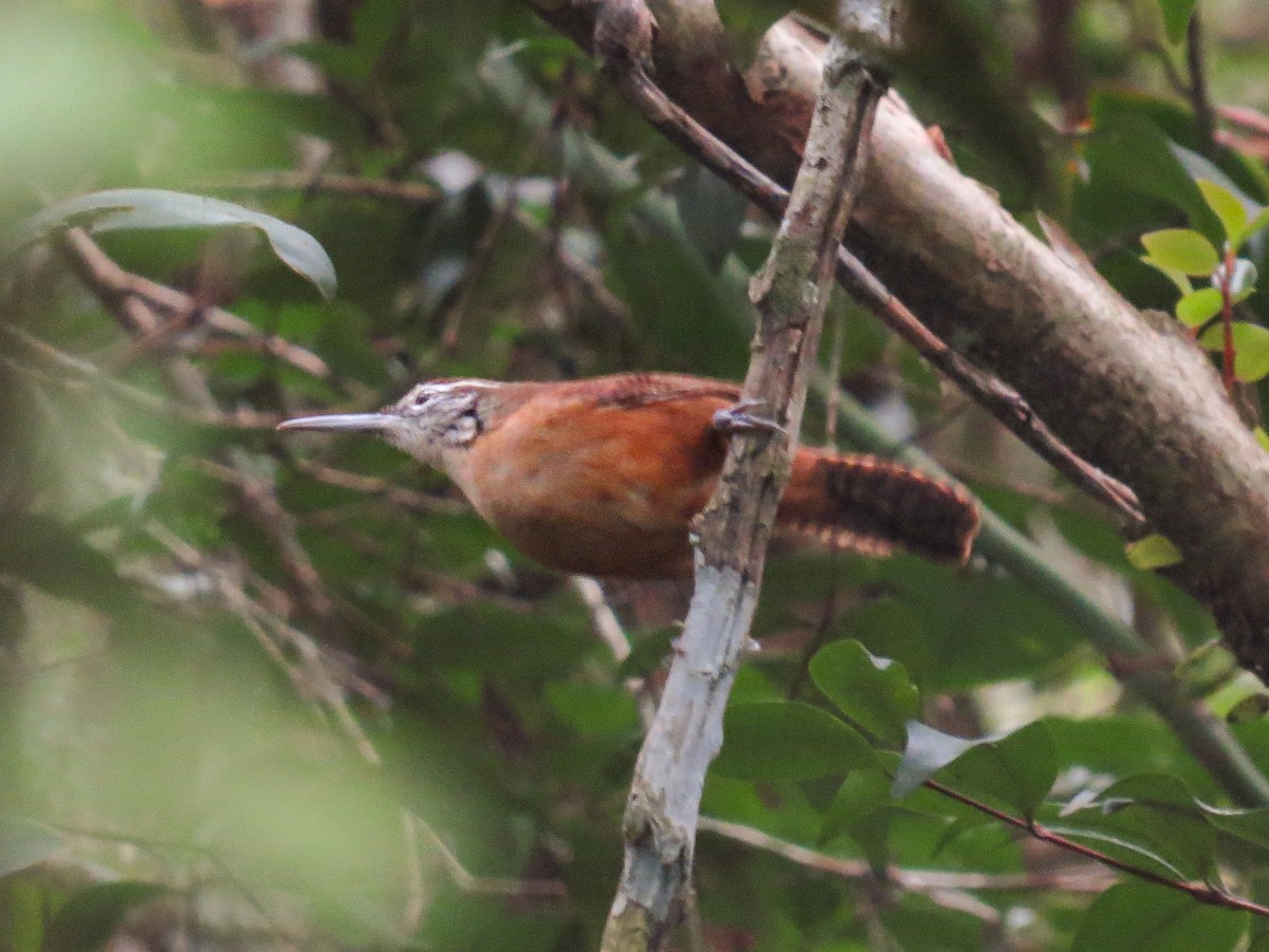 Long-billed Wren - Felipe Souza