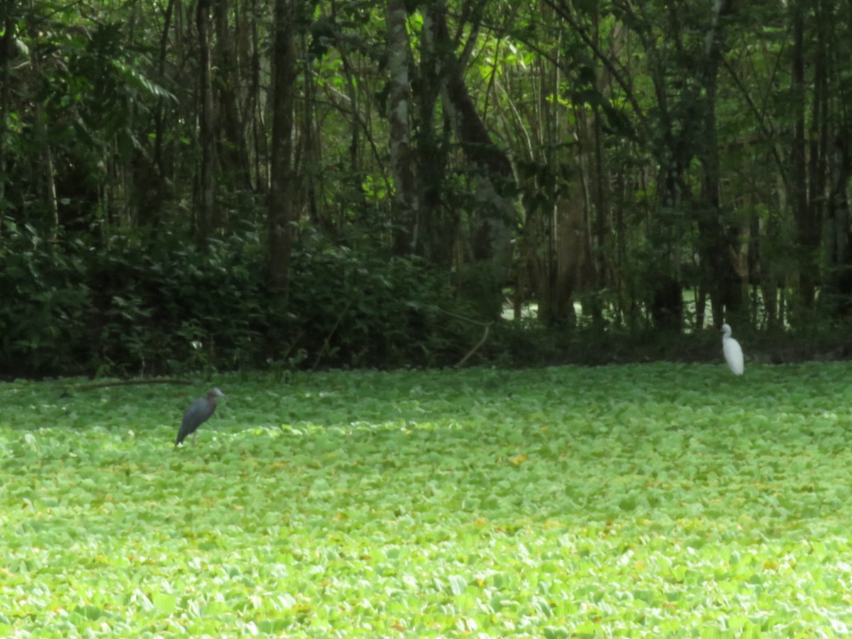 Little Blue Heron - ML608722364