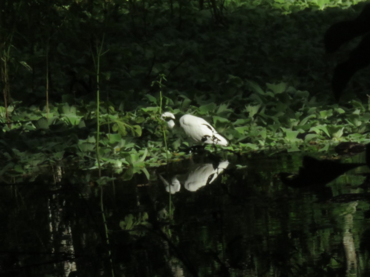 Snowy Egret - ML608722369