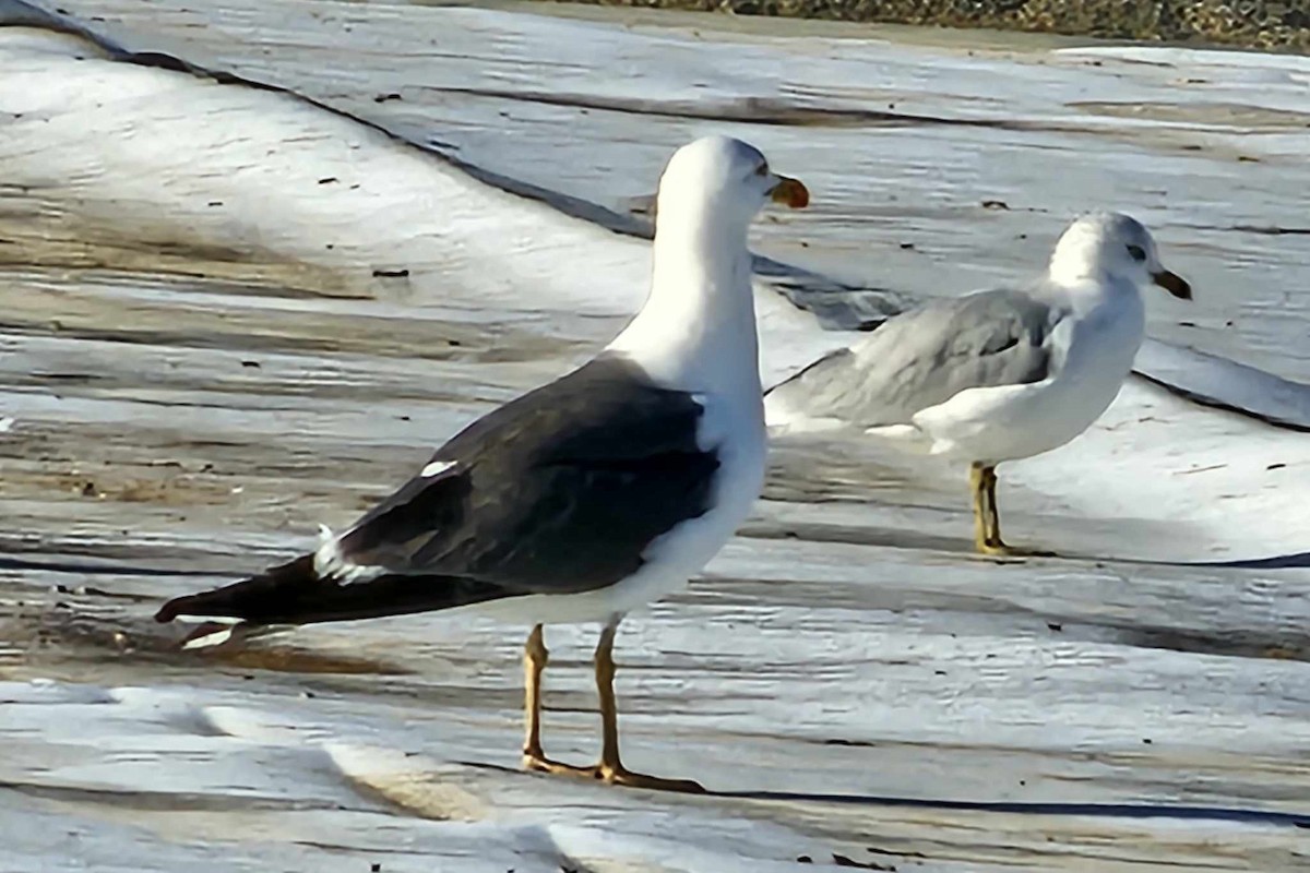 Lesser Black-backed Gull - ML608722372