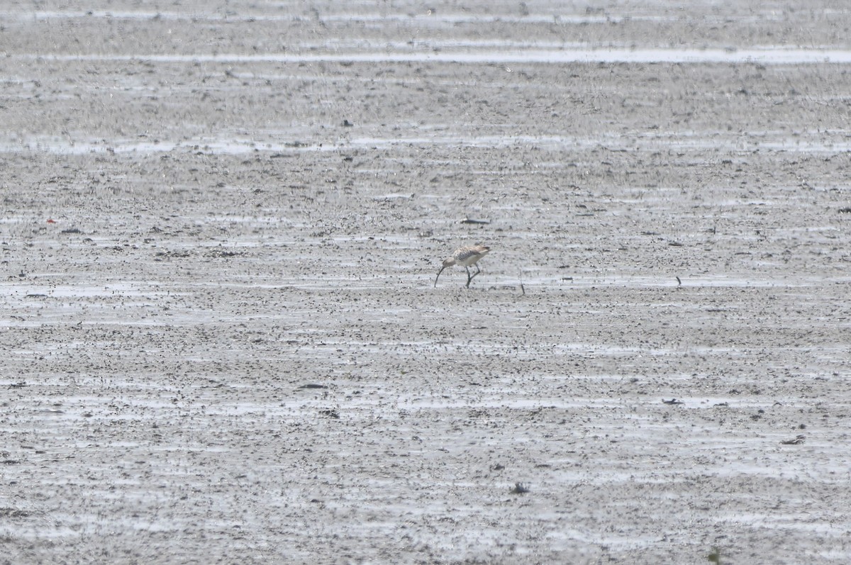 Eurasian Curlew - Fadzrun A.