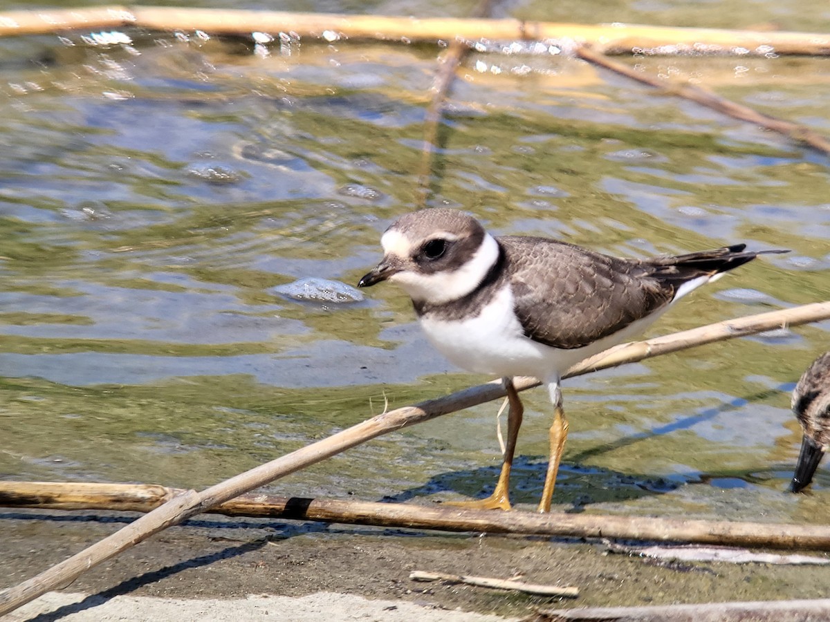 Common Ringed Plover - Vlastimil Serdahely