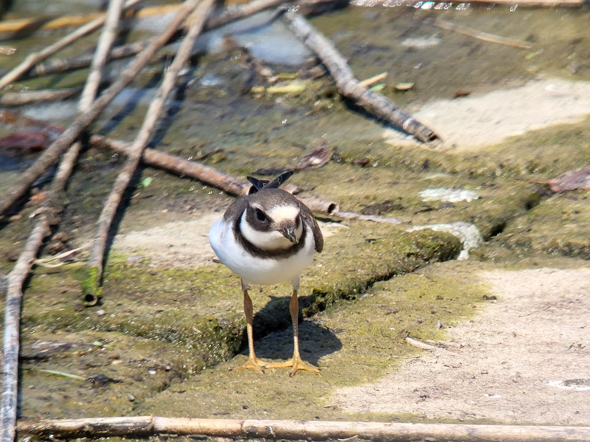 Common Ringed Plover - Vlastimil Serdahely