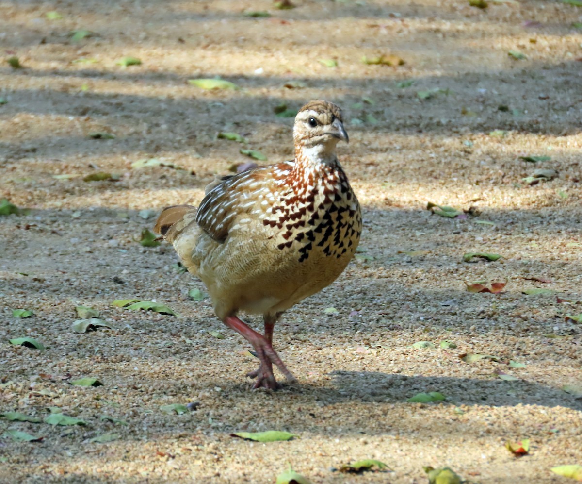 Crested Francolin - ML608722552