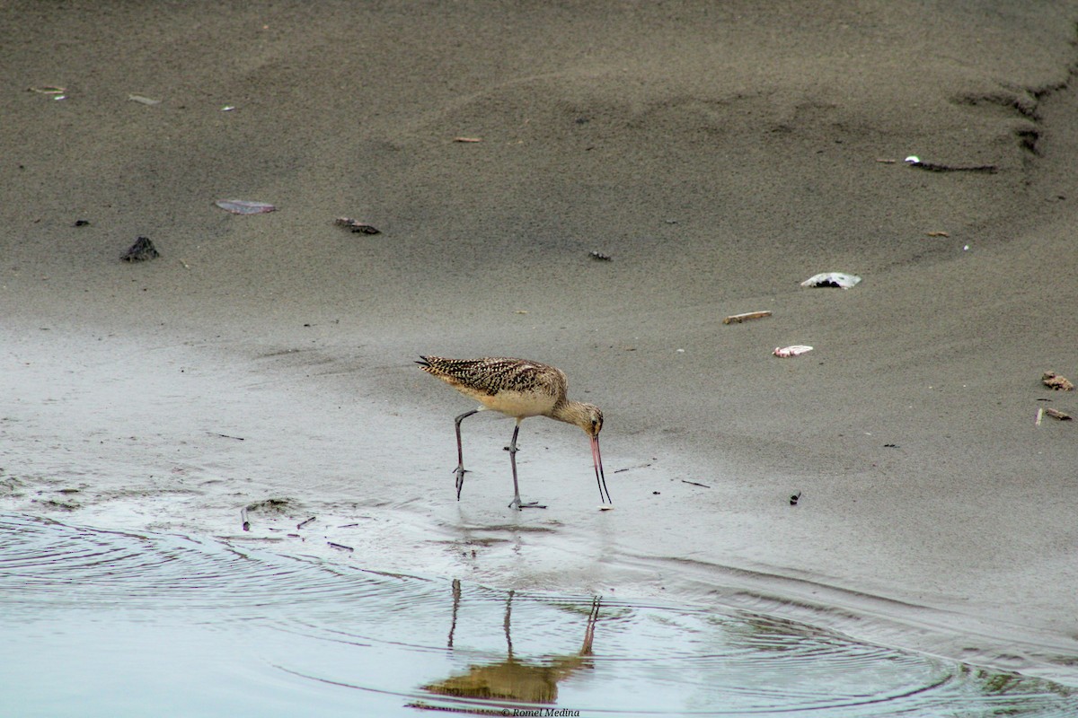 Marbled Godwit - Roberto Medina