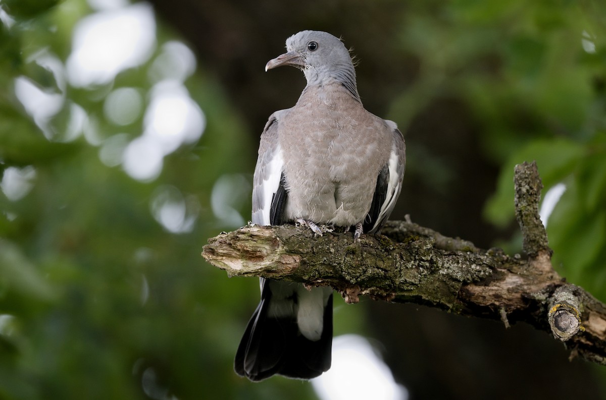 Common Wood-Pigeon - ML608722658