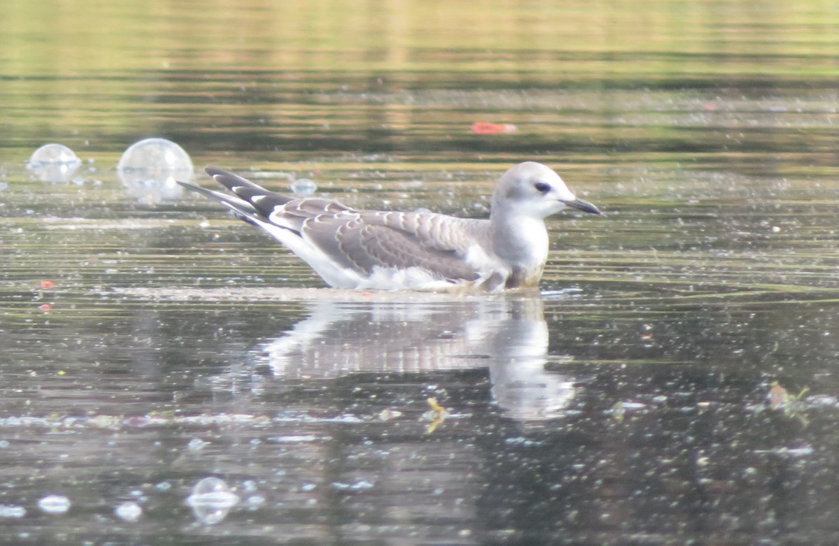 Sabine's Gull - ML608722735