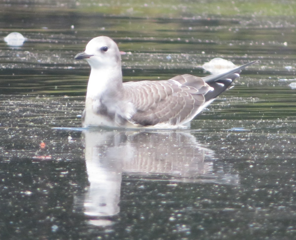 Sabine's Gull - ML608722736