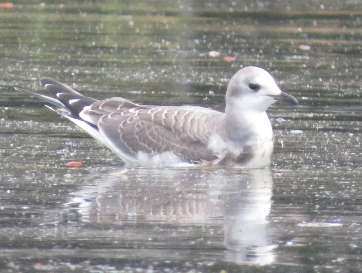 Sabine's Gull - ML608722738