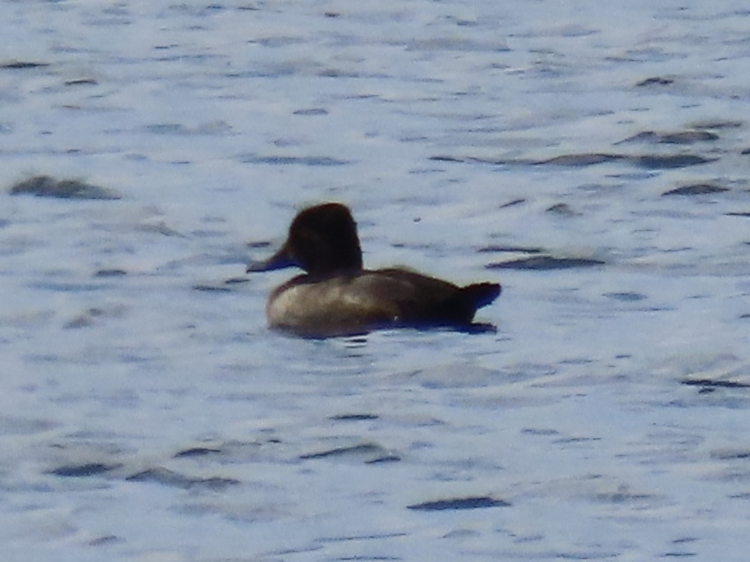 Ring-necked Duck - ML608723175