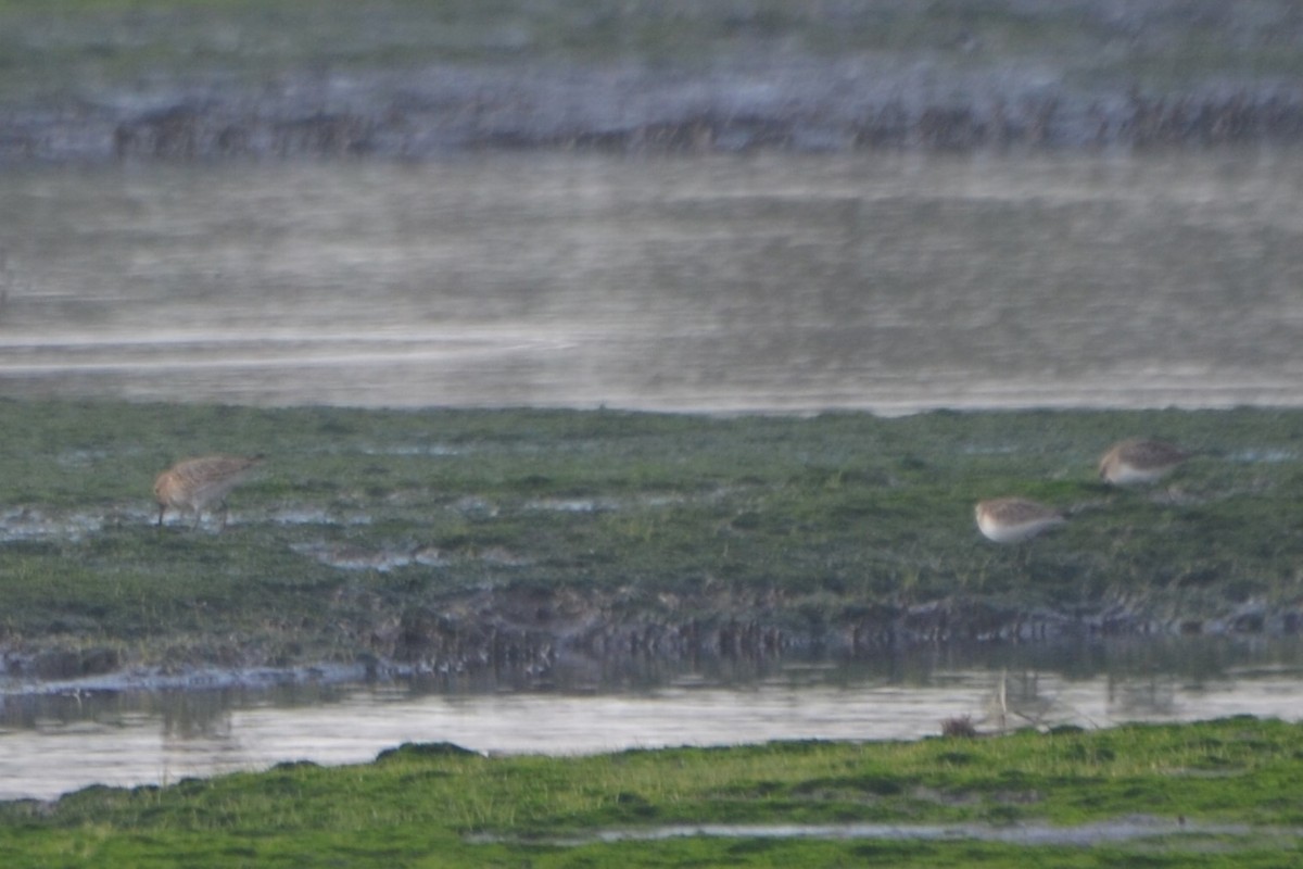 Baird's Sandpiper - ML608723427