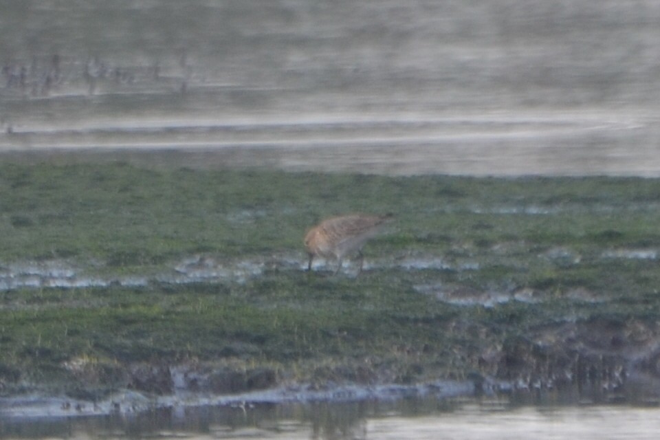 Baird's Sandpiper - ML608723429