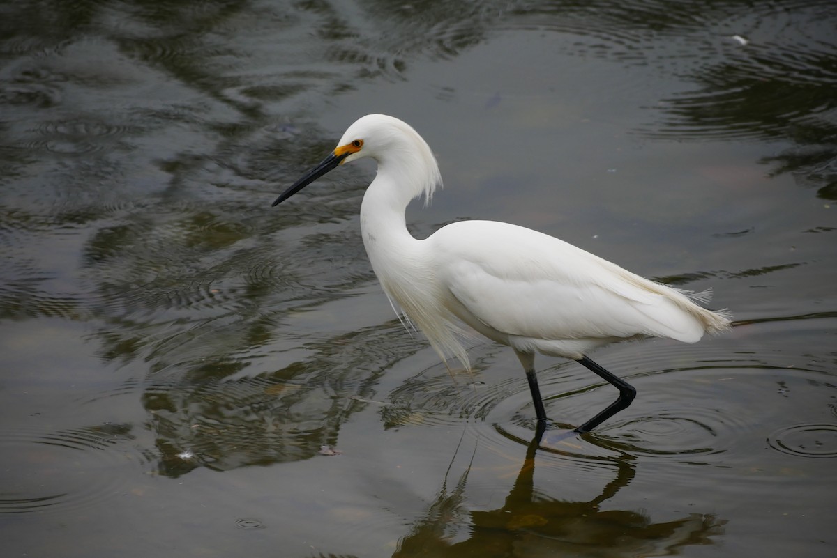 Snowy Egret - ML608723564