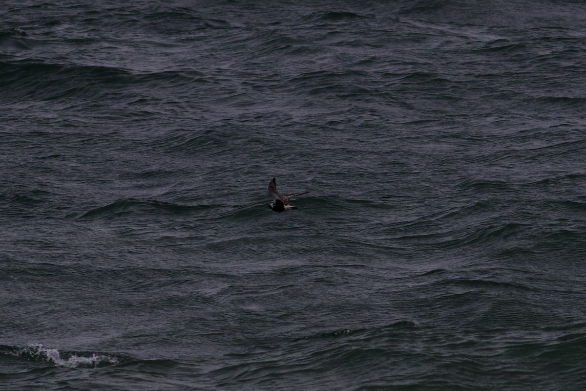 Black-bellied Plover - ML608723593