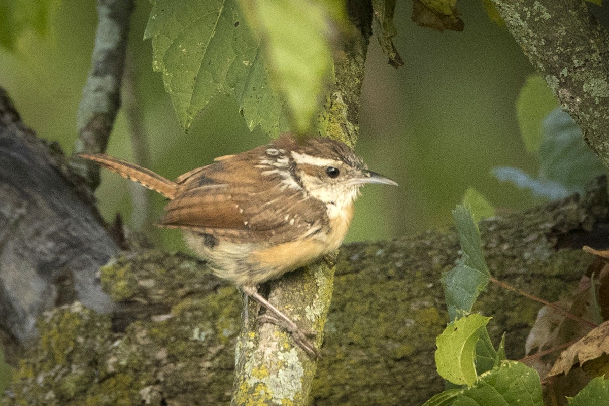 Carolina Wren - ML608723607