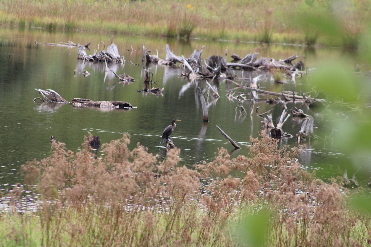 Double-crested Cormorant - ML608723706