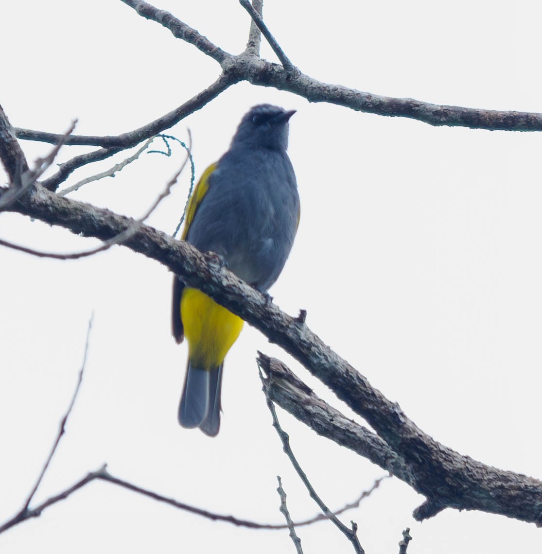 Bulbul à ventre gris - ML608723707