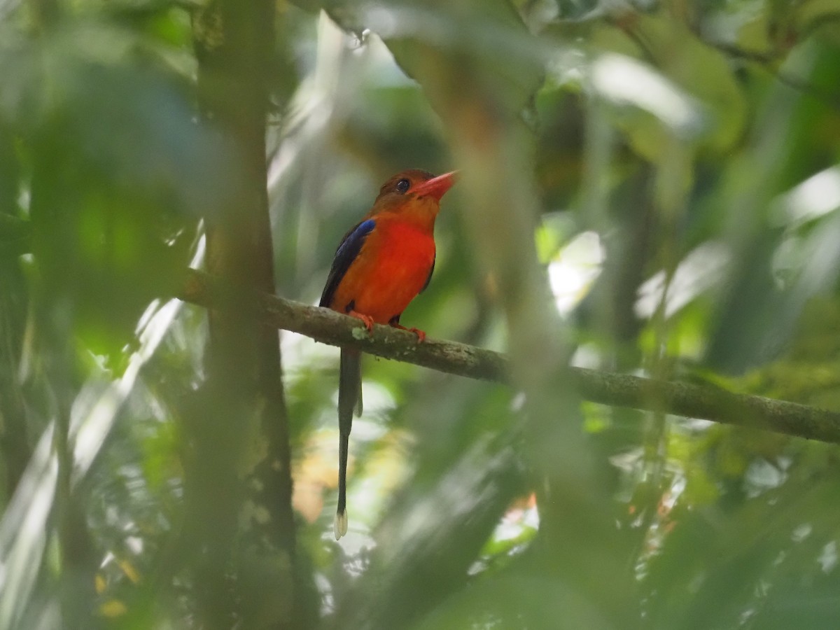 Brown-headed Paradise-Kingfisher - ML608723735