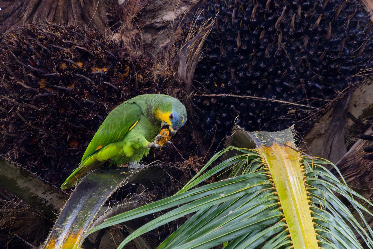 Orange-winged Parrot - ML608723870