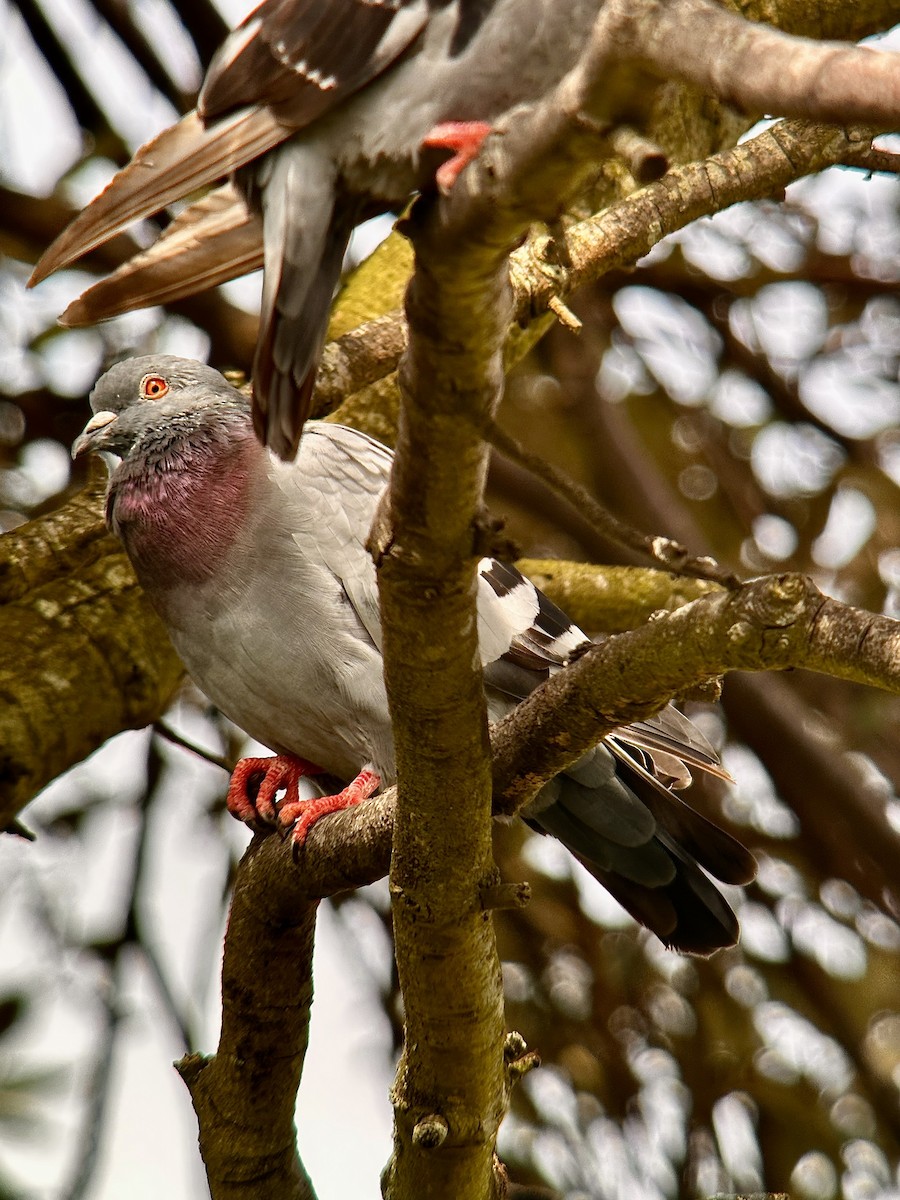 Rock Pigeon (Feral Pigeon) - Detlef Buettner