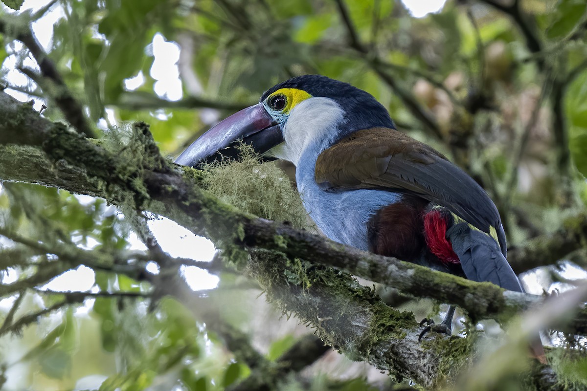 Black-billed Mountain-Toucan - ML608723922