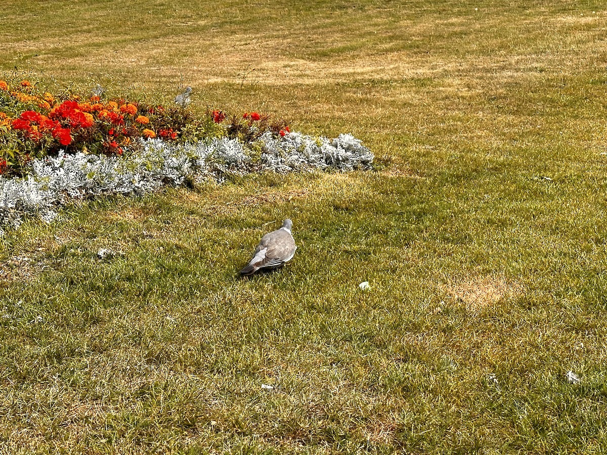 Common Wood-Pigeon - Detlef Buettner