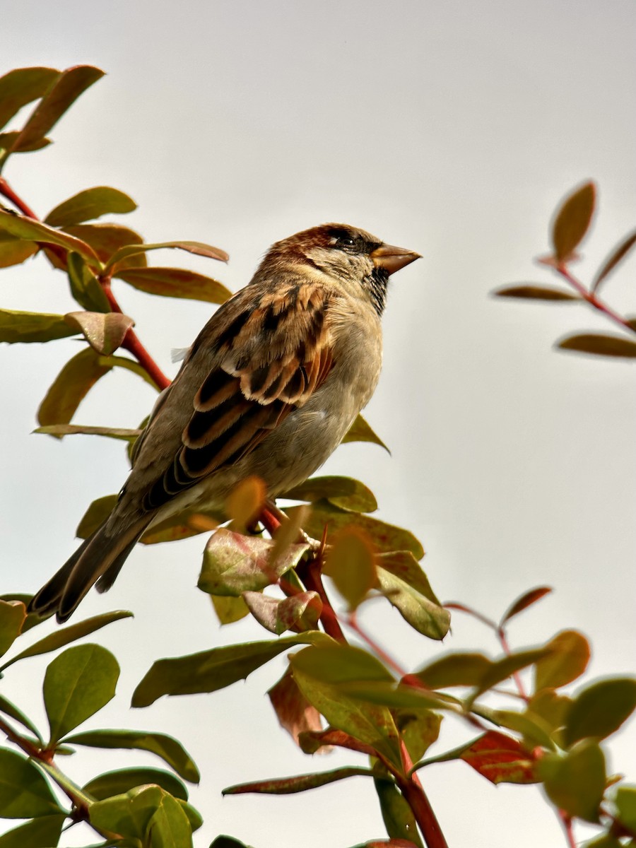 House Sparrow - Detlef Buettner