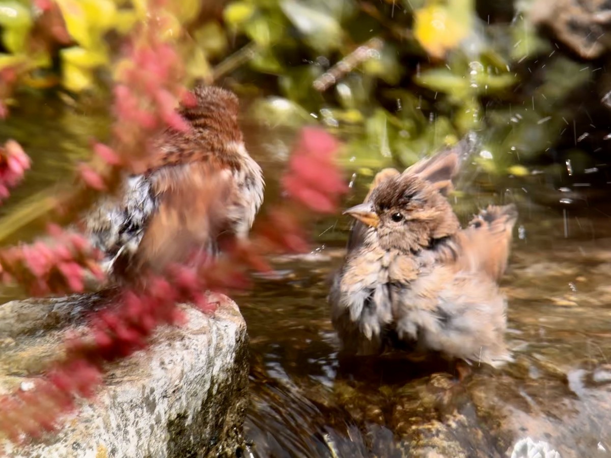 House Sparrow - Detlef Buettner