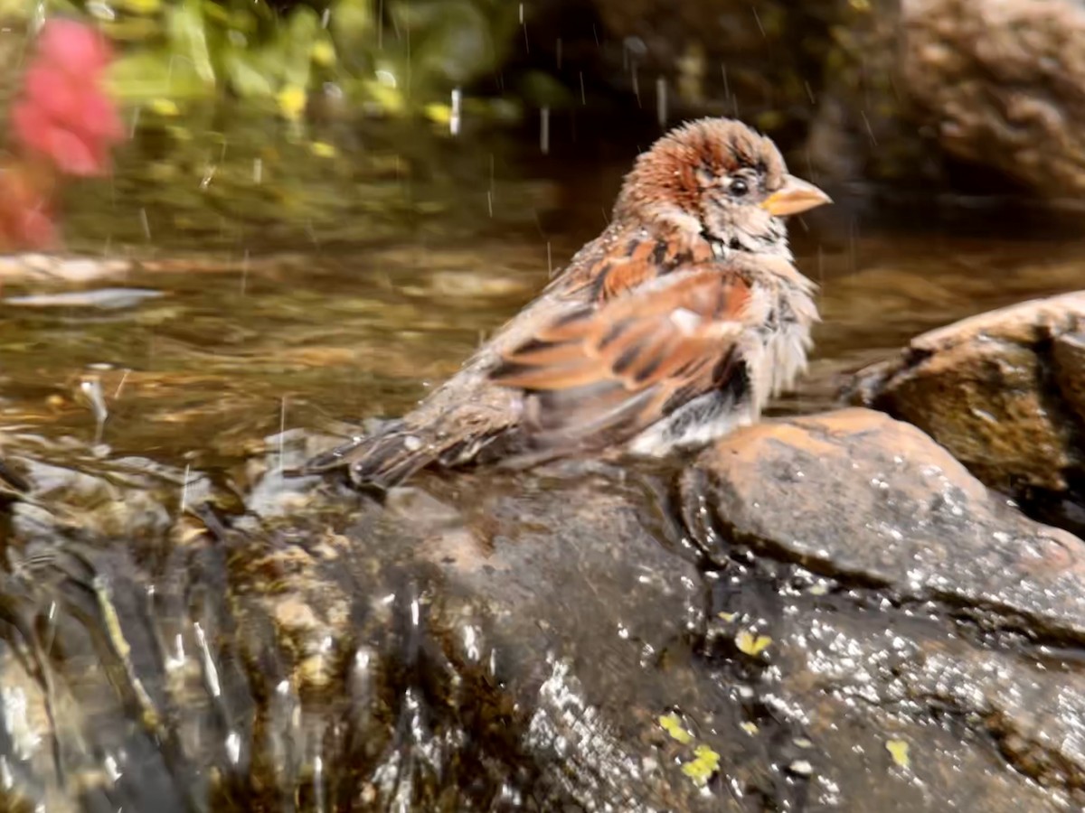 House Sparrow - Detlef Buettner