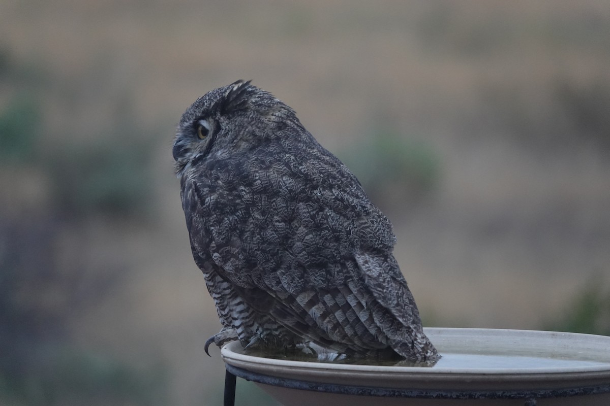 Great Horned Owl - ML608723954