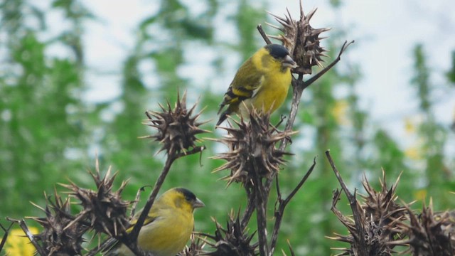 Black-chinned Siskin - ML608724119