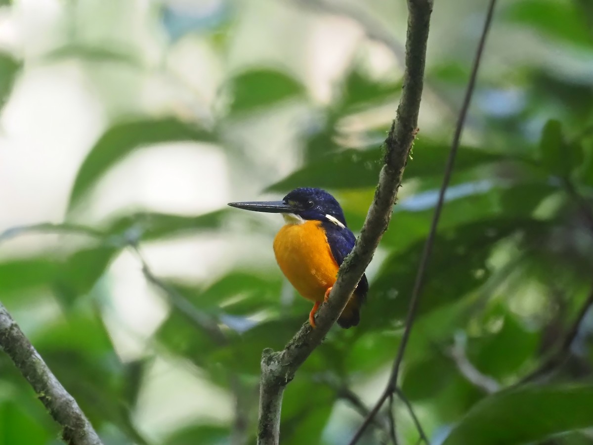 Papuan Dwarf-Kingfisher - ML608724156