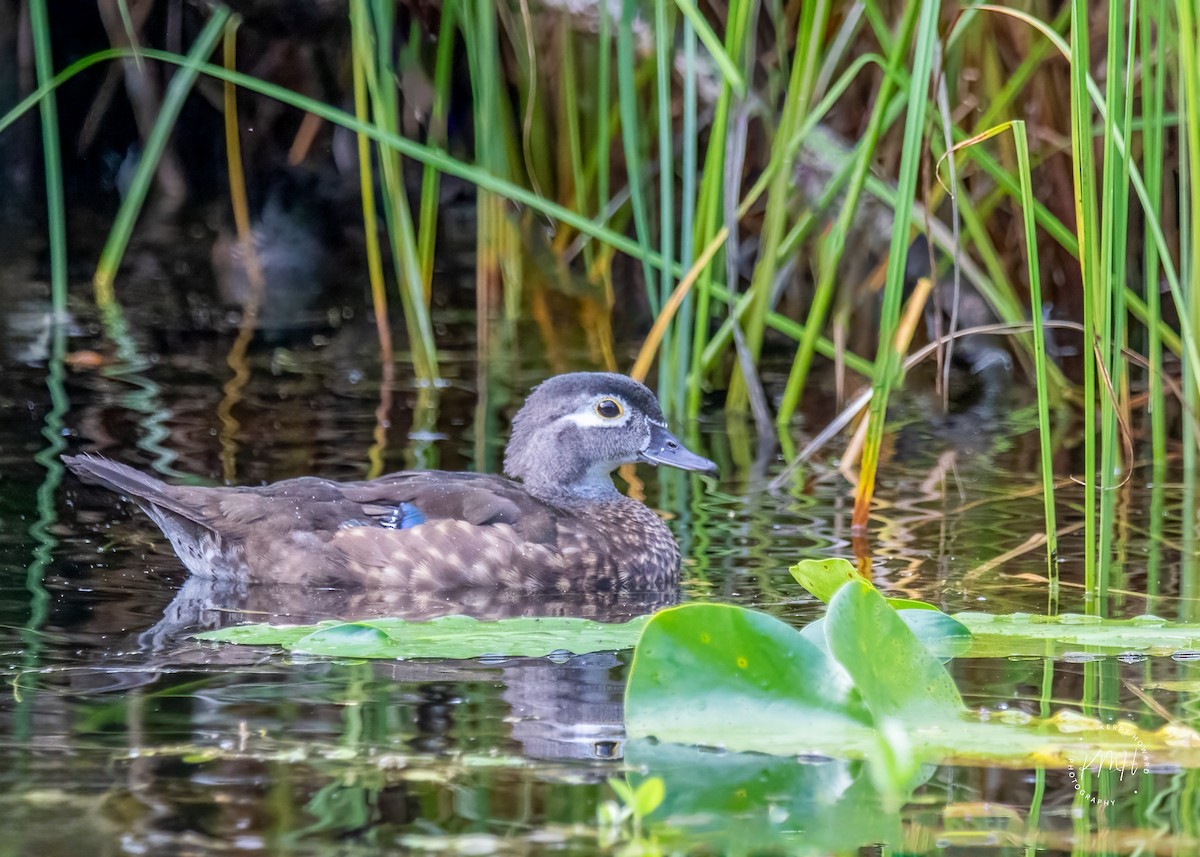 Wood Duck - ML608724200