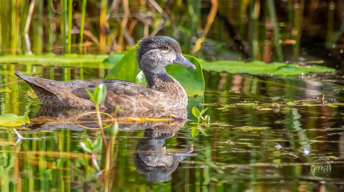 Wood Duck - ML608724202