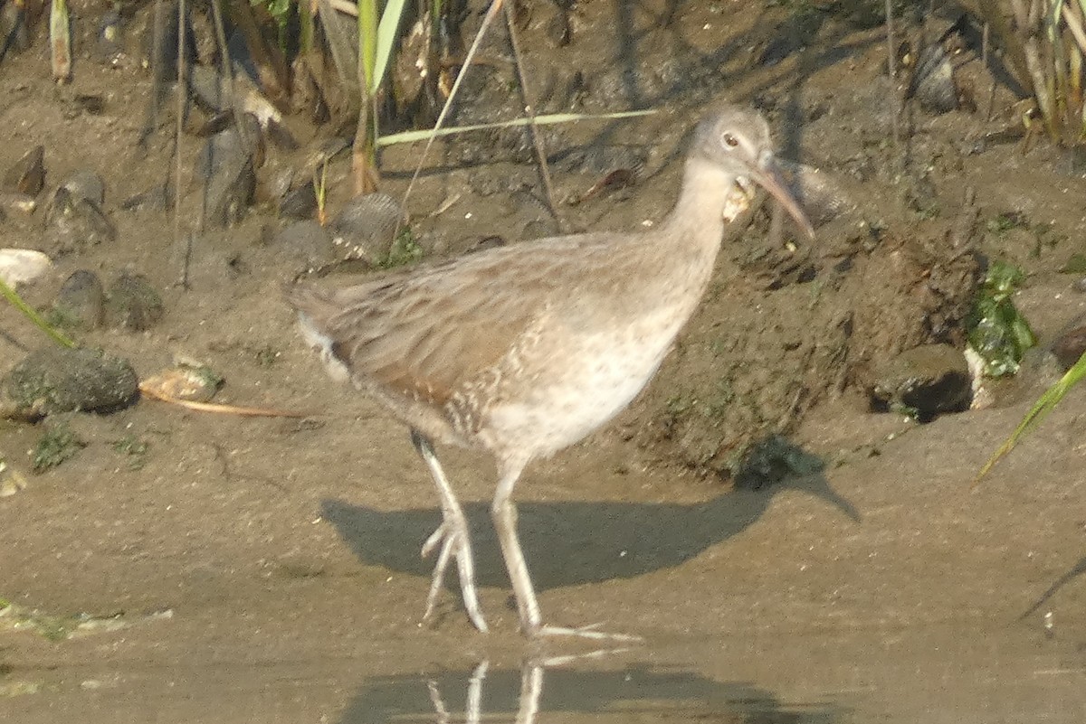 Clapper Rail - ML608724275