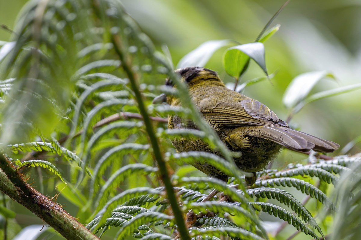 Black-capped Hemispingus (Black-capped) - ML608724316