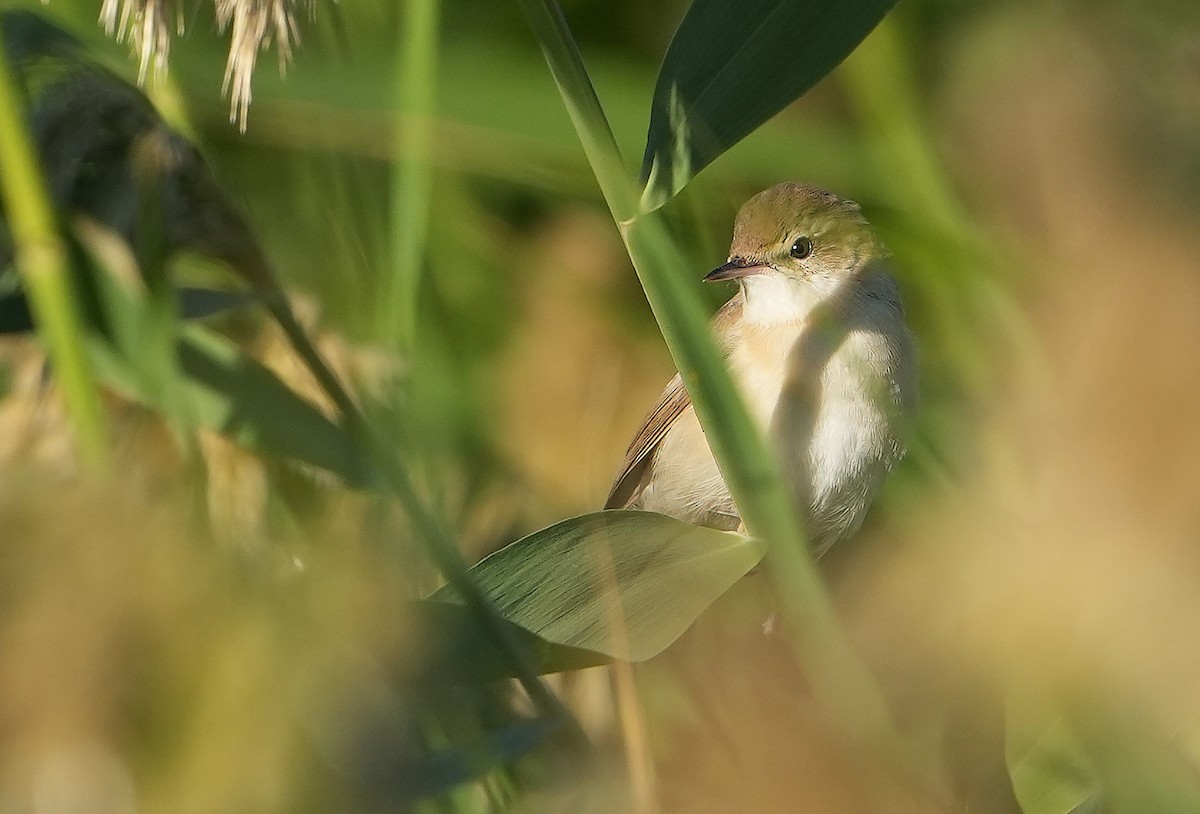 Paddyfield Warbler - Guillermo Rodríguez