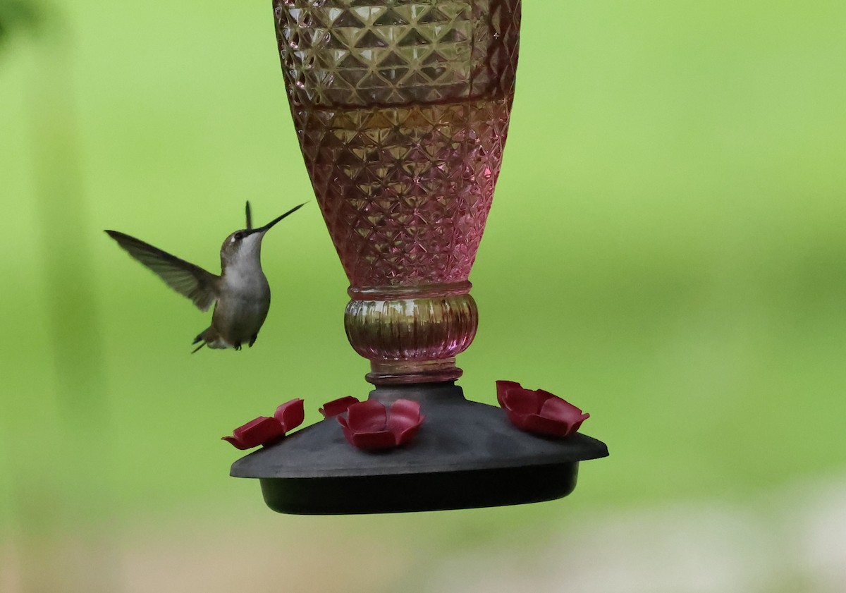 Ruby-throated Hummingbird - ML608724446