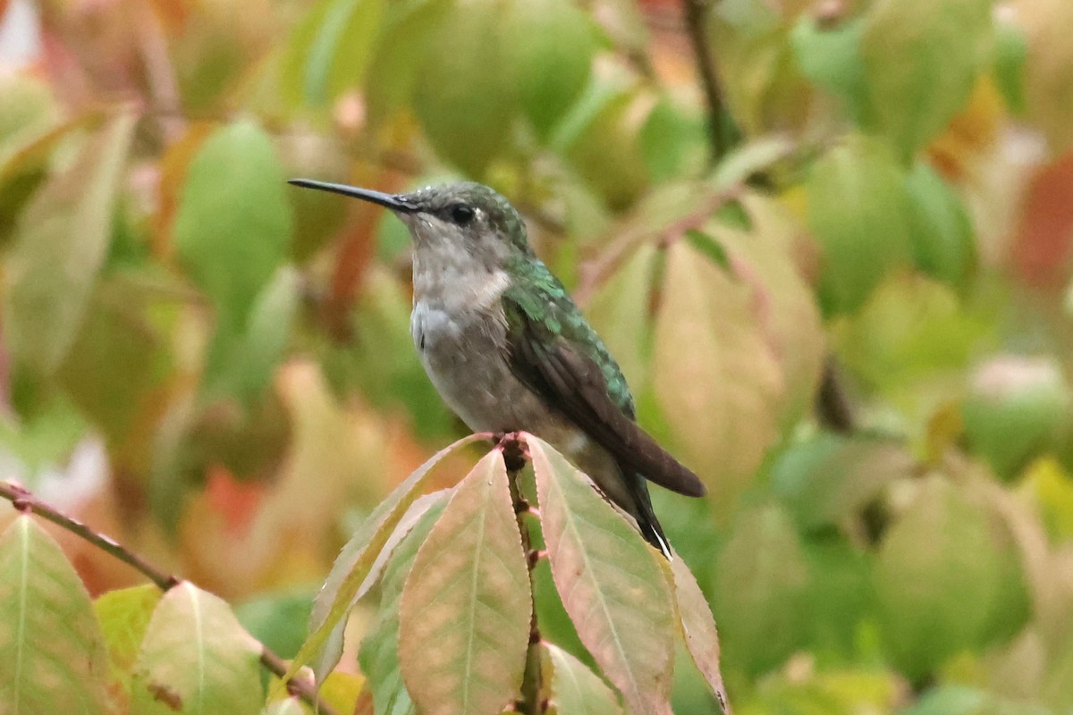 Ruby-throated Hummingbird - Marie Provost