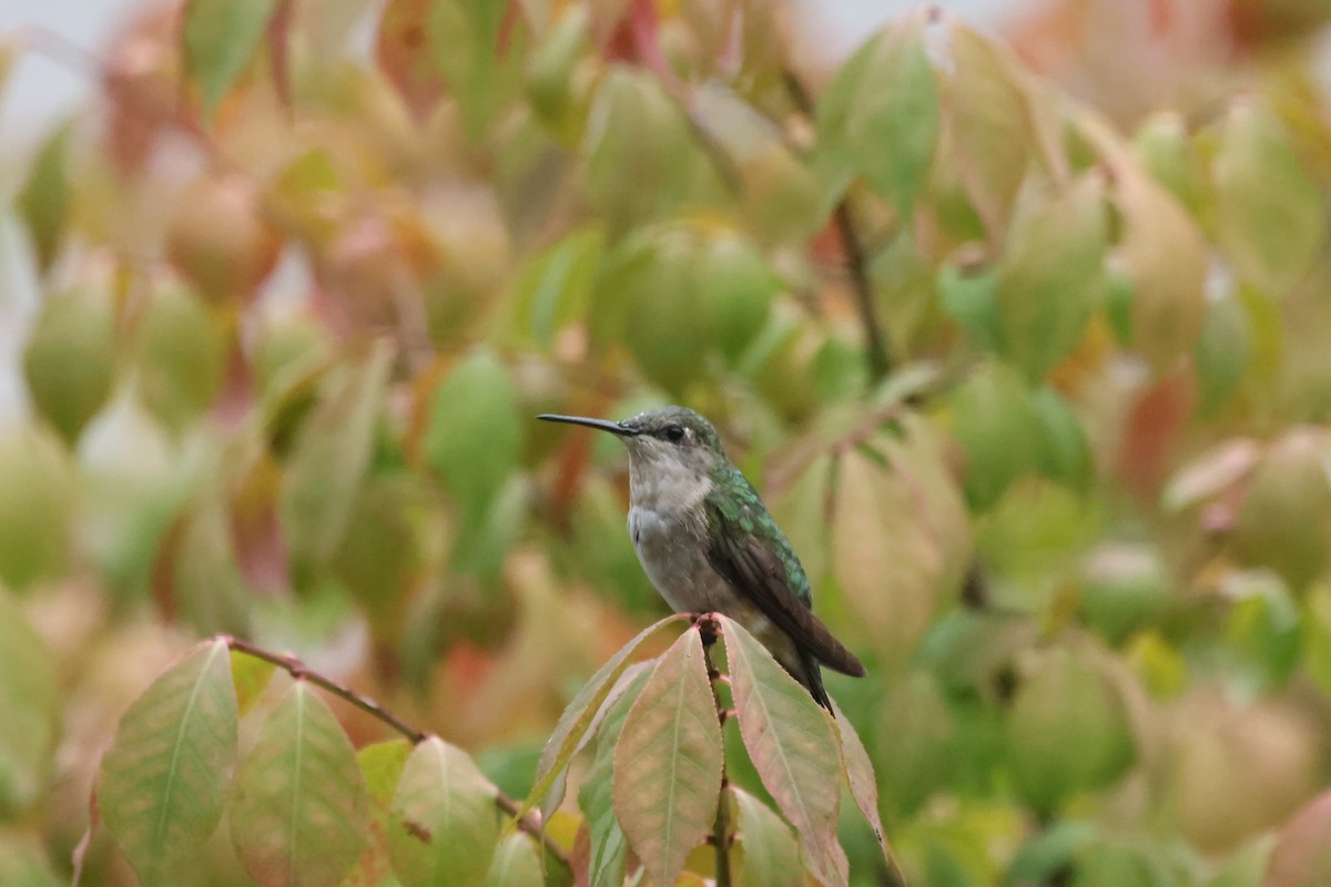 Ruby-throated Hummingbird - Marie Provost