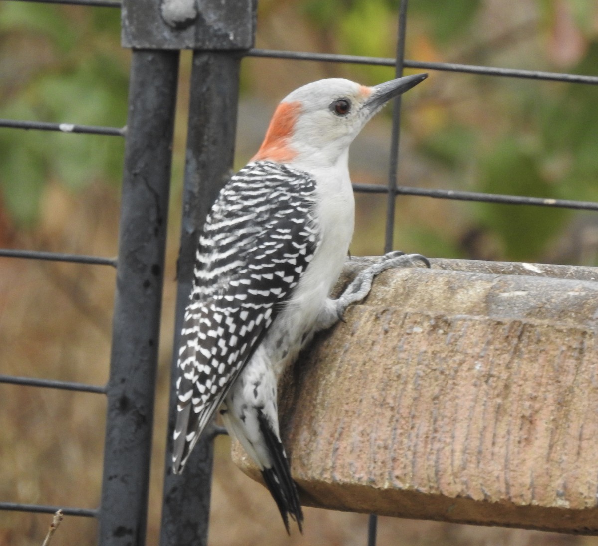 Red-bellied Woodpecker - ML608724469