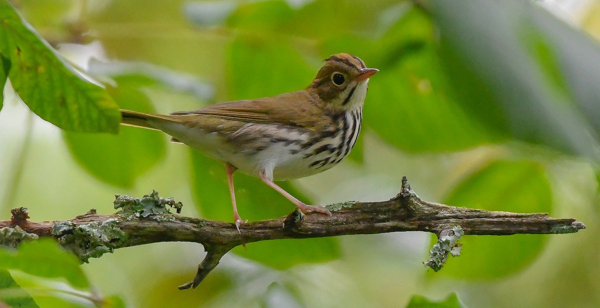 Ovenbird - ML608724552