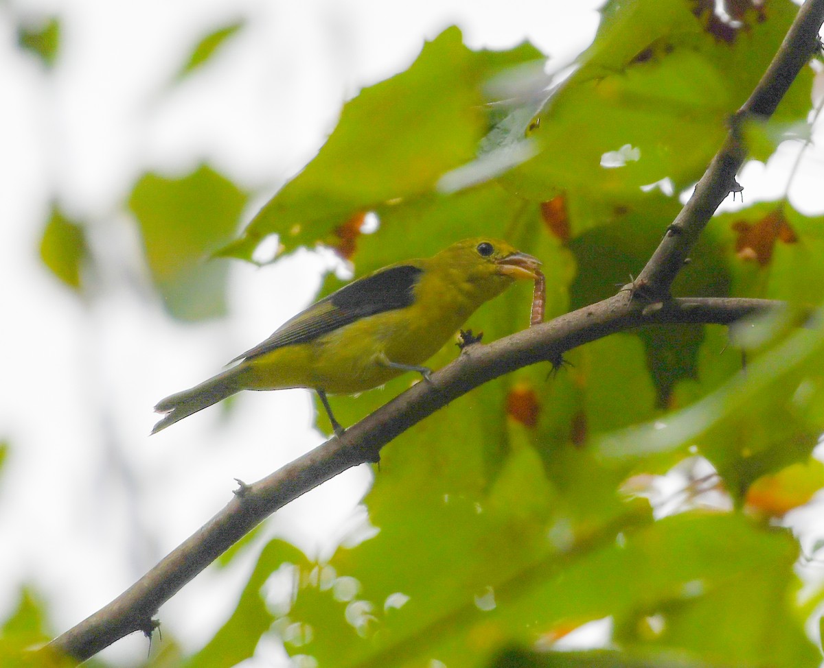 Scarlet Tanager - ML608724568